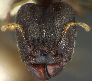 Media type: image;   Entomology 34224 Aspect: head frontal view